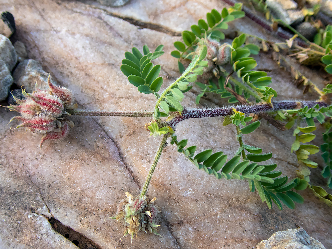 Image of genus Astragalus specimen.