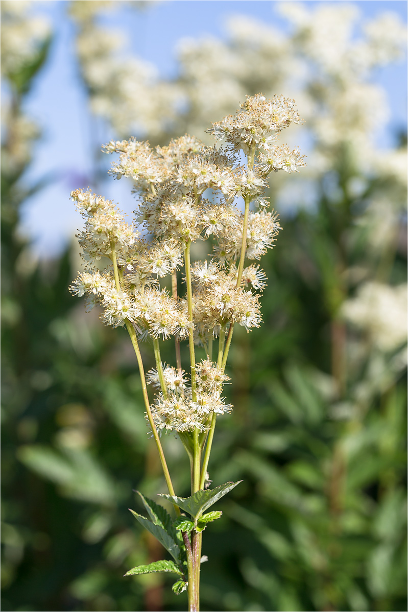 Изображение особи Filipendula ulmaria.