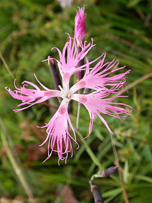 Image of Dianthus superbus specimen.