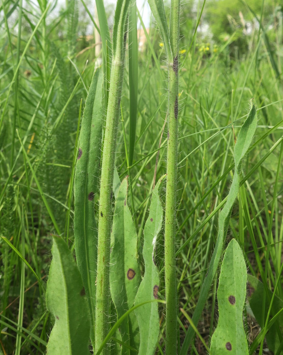 Image of Pilosella &times; bifurca specimen.