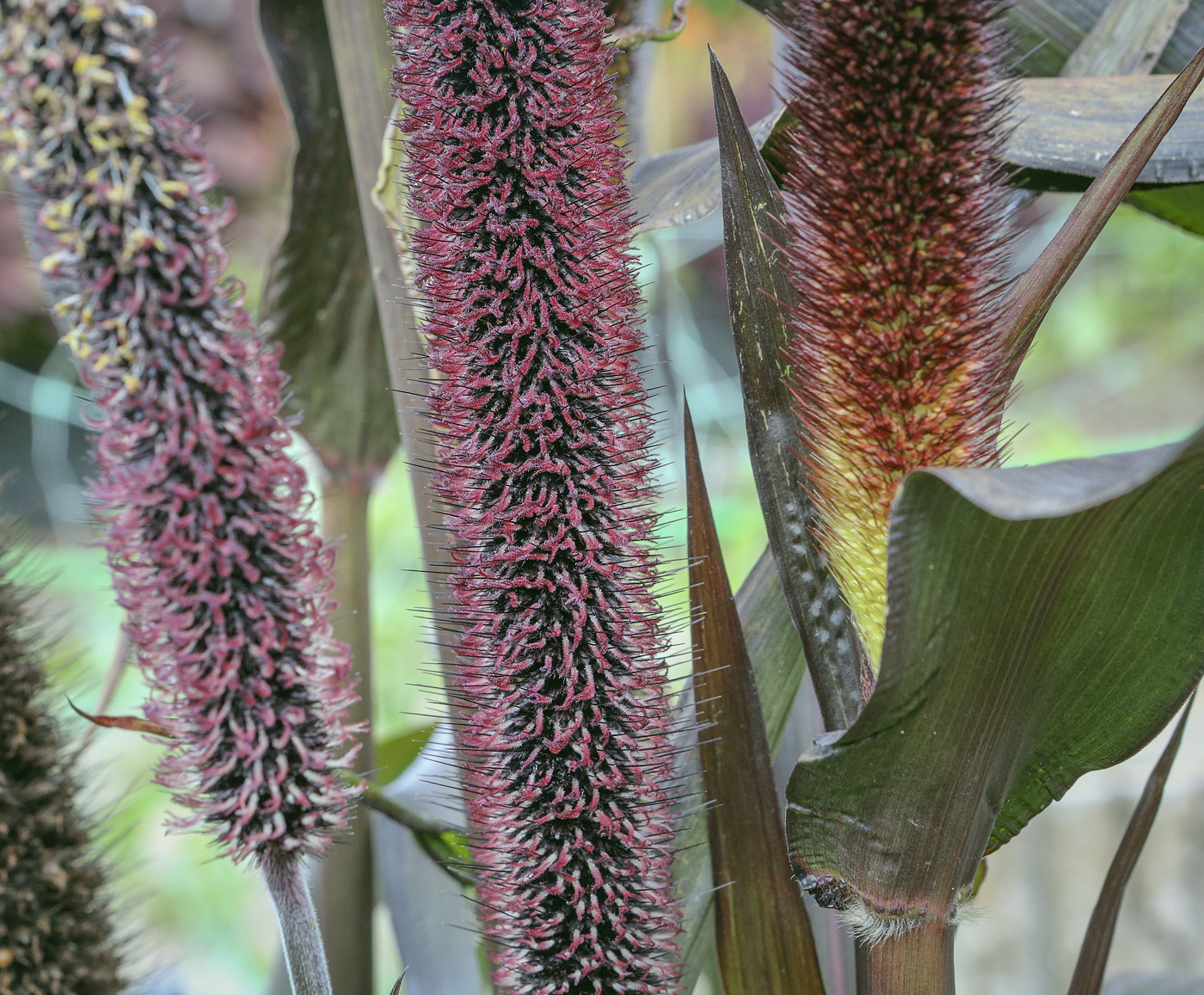 Image of Pennisetum americanum specimen.