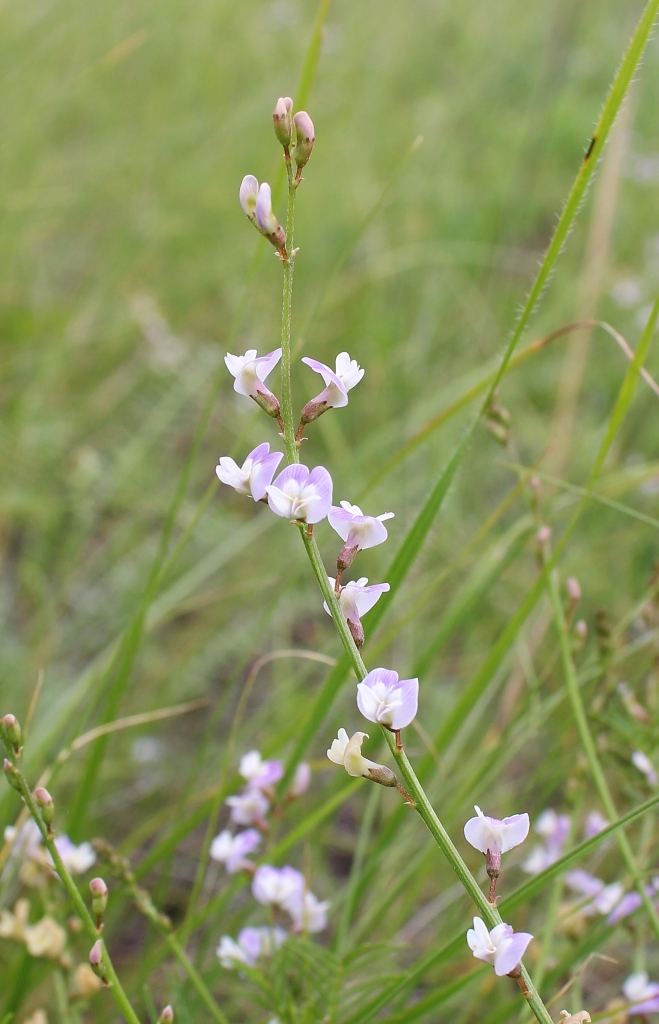 Image of Astragalus austriacus specimen.