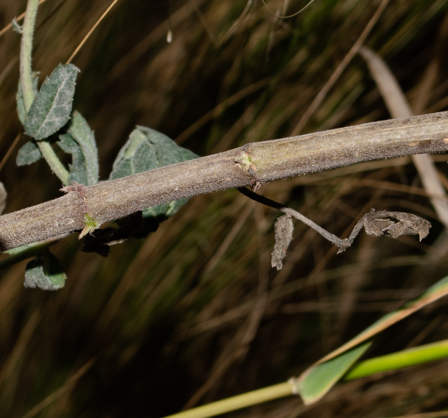 Image of Tagetes lemmonii specimen.