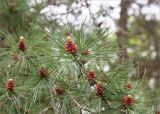 genus Pinus