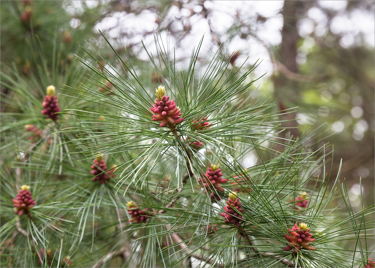 Image of genus Pinus specimen.