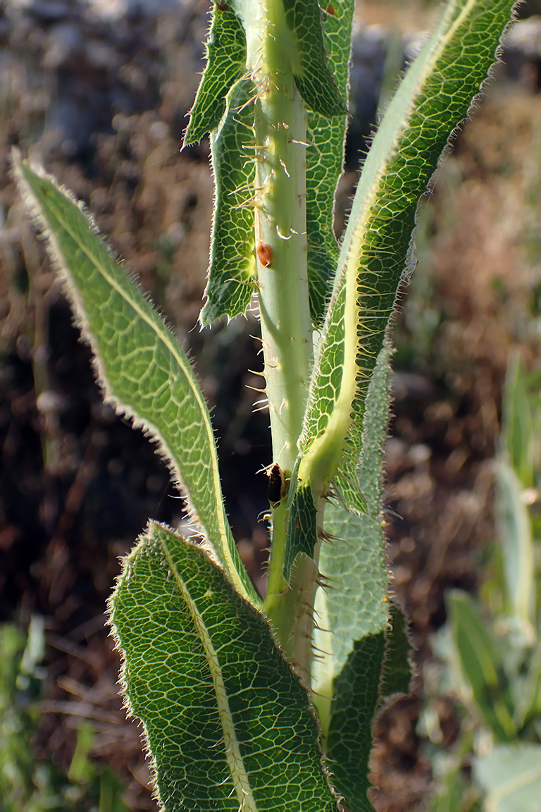 Изображение особи Lactuca virosa.