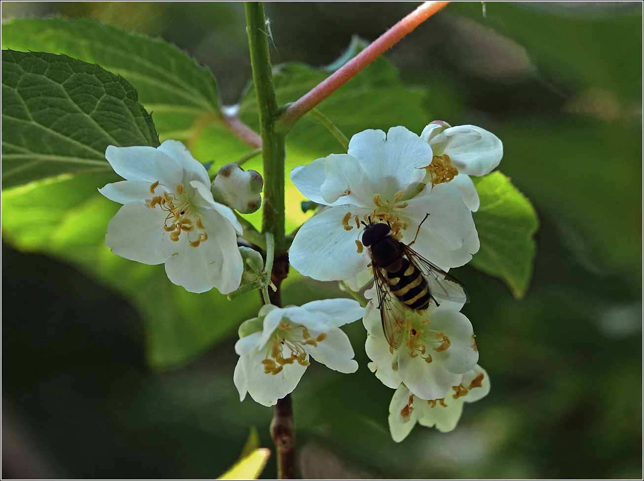 Изображение особи Actinidia kolomikta.