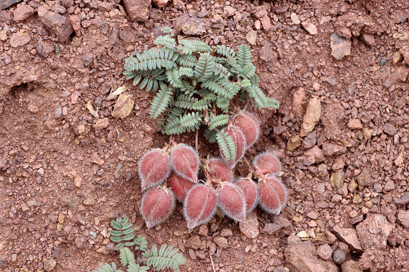 Image of Oxytropis fedtschenkoana specimen.