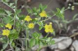 Смотреть изображение Chelidonium asiaticum