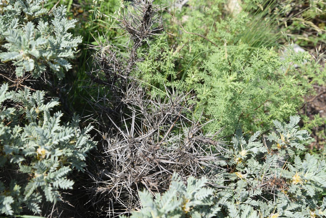 Изображение особи Astragalus denudatus.