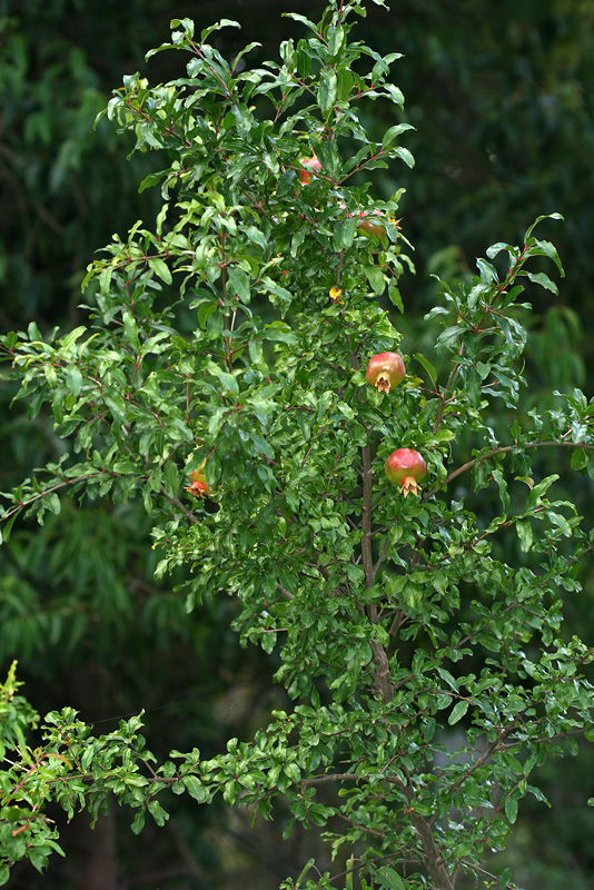 Image of Punica granatum specimen.