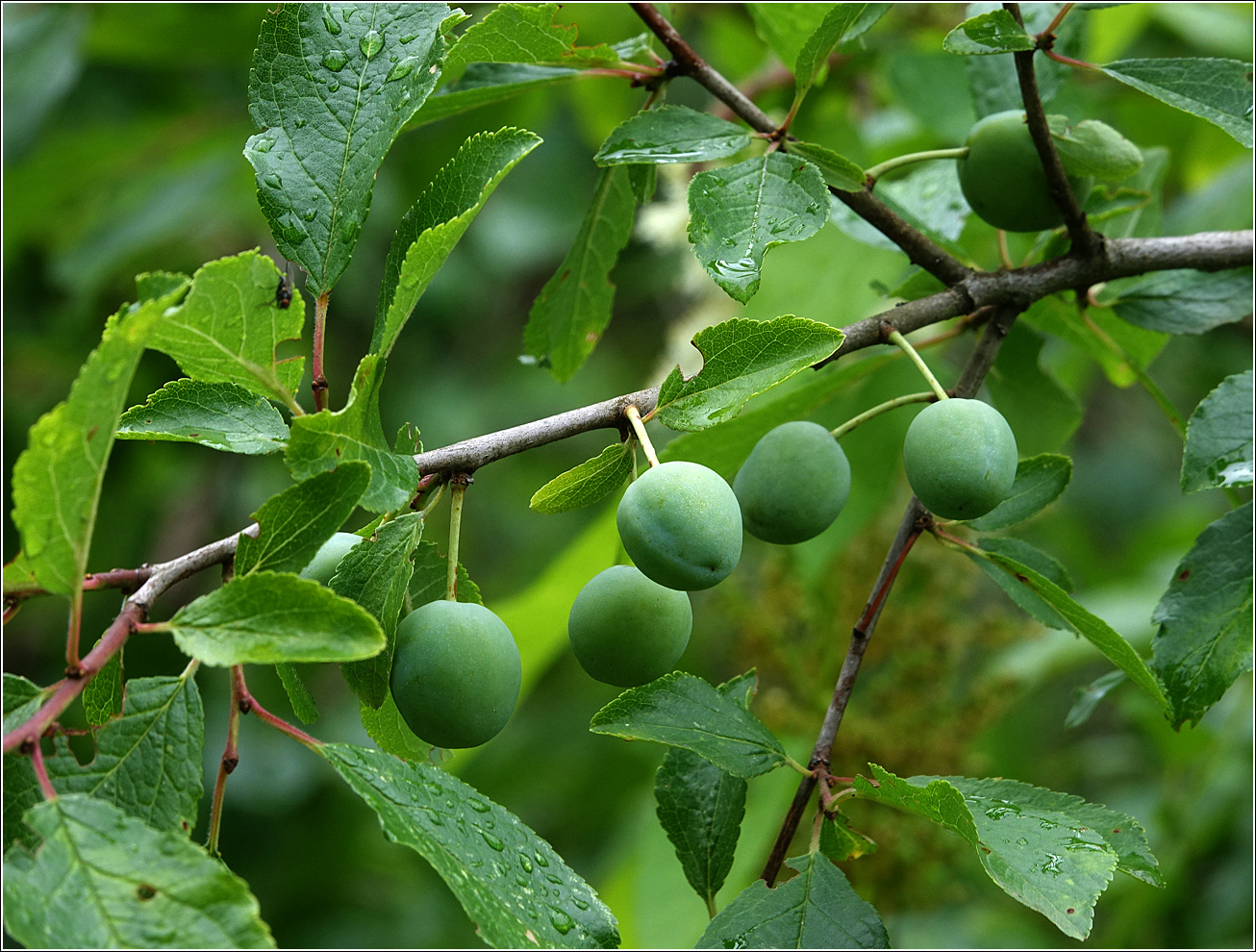 Image of Prunus spinosa specimen.