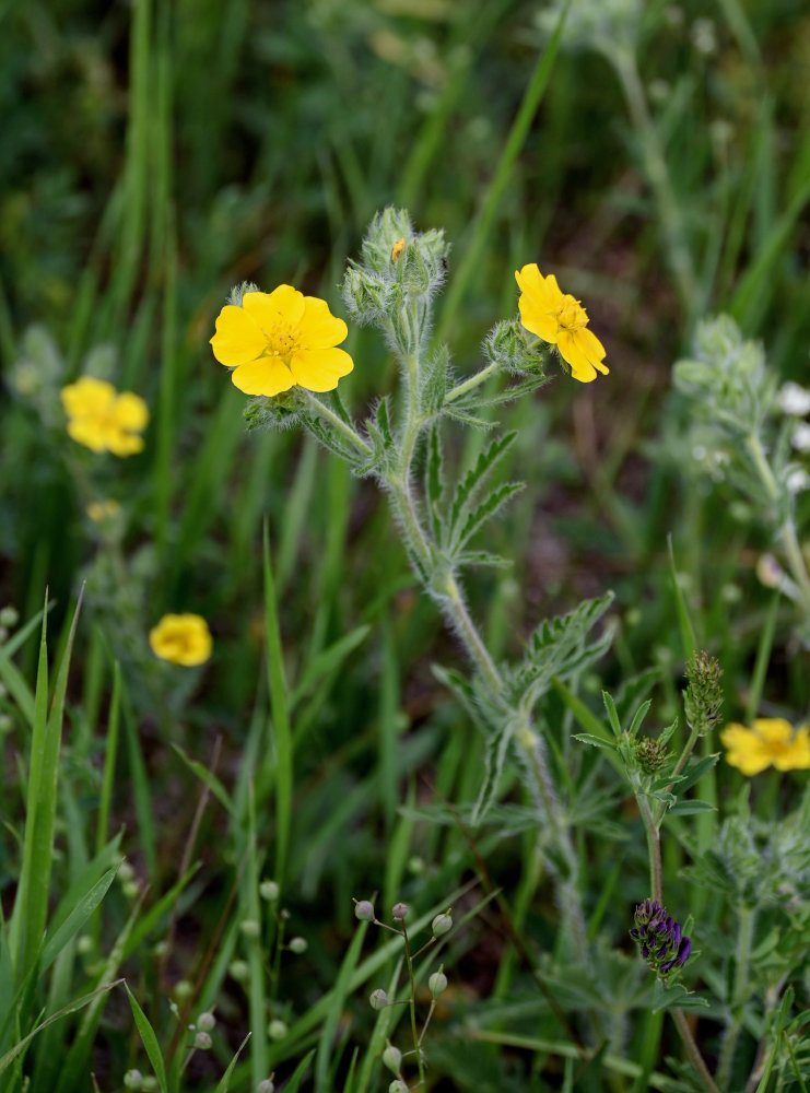 Image of genus Potentilla specimen.