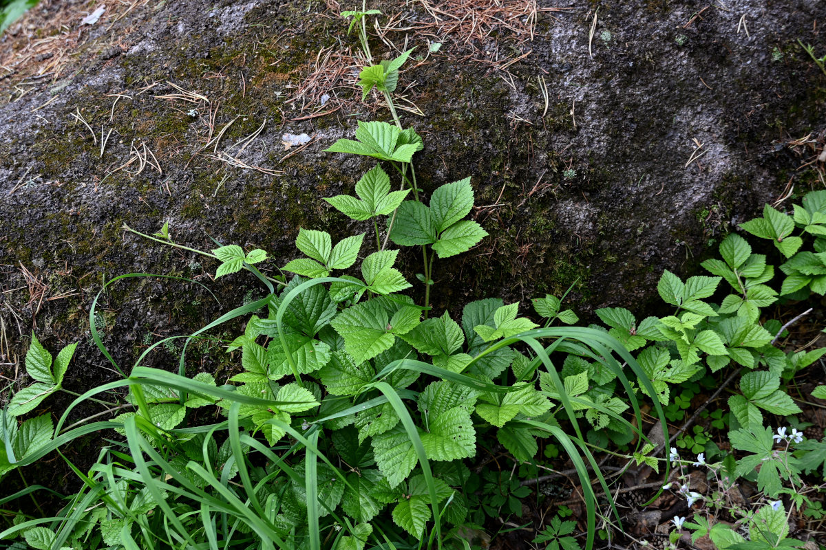 Изображение особи Rubus saxatilis.