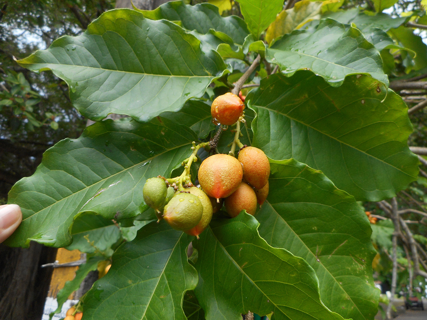 Image of Bunchosia argentea specimen.