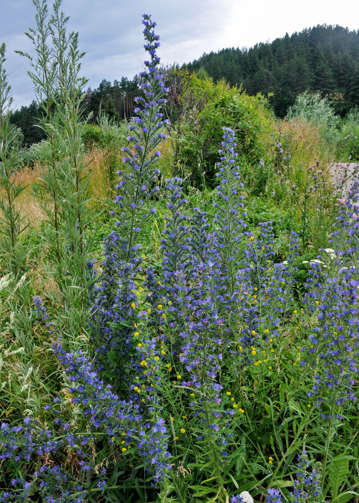 Изображение особи Echium vulgare.