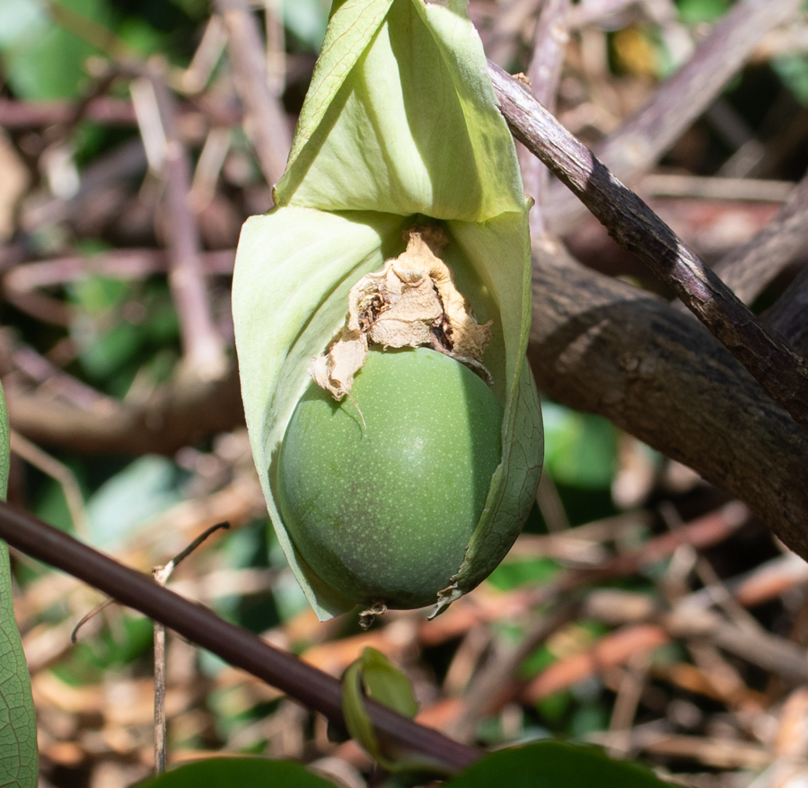 Image of Passiflora maliformis specimen.