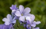 Смотреть изображение Linum lanuginosum