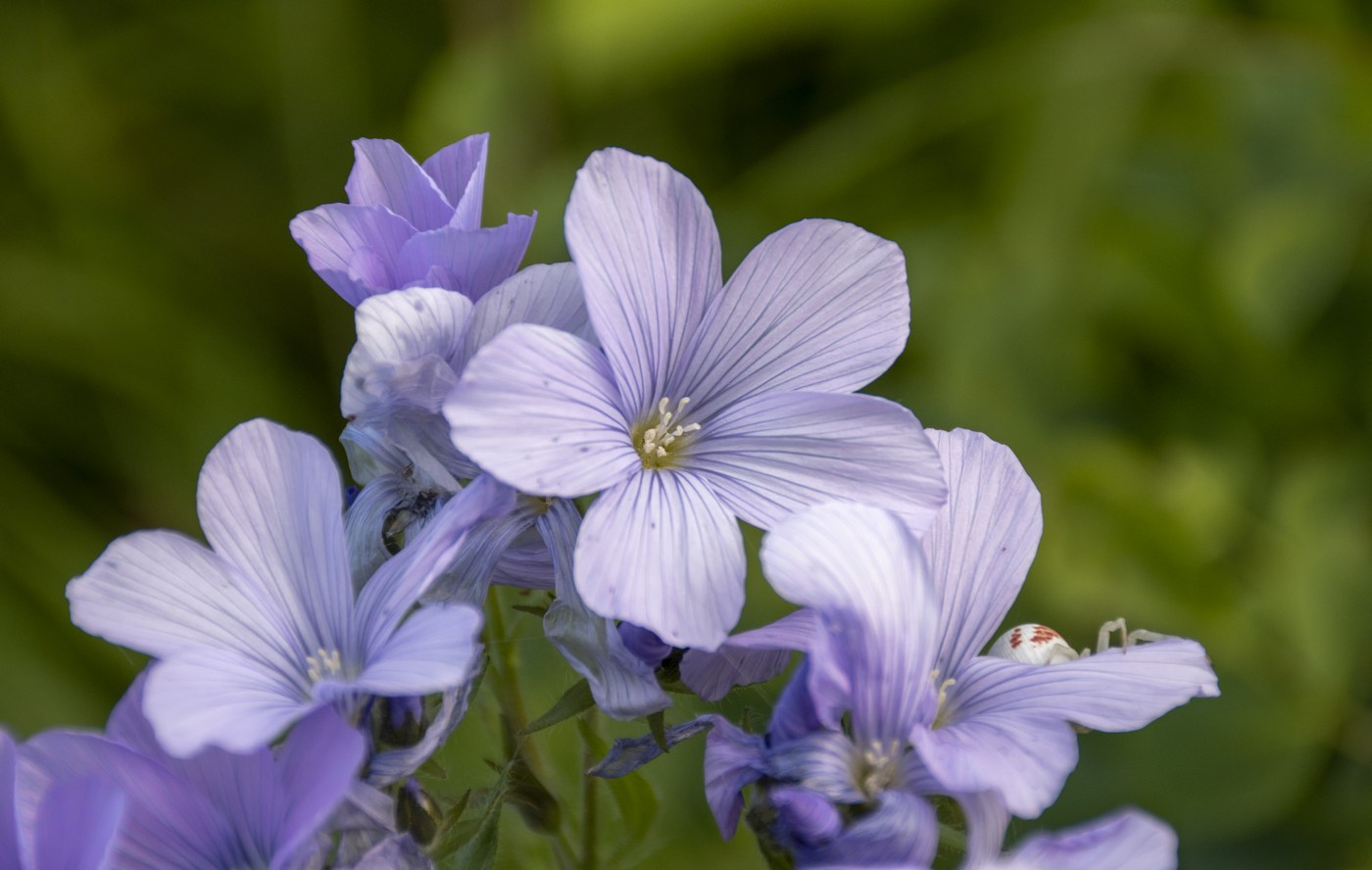 Изображение особи Linum lanuginosum.