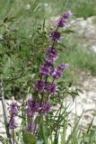 Salvia verticillata