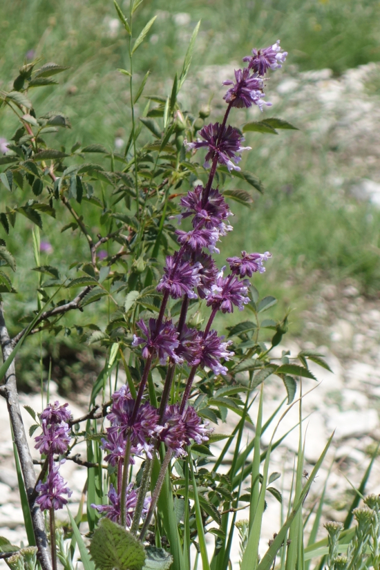Image of Salvia verticillata specimen.