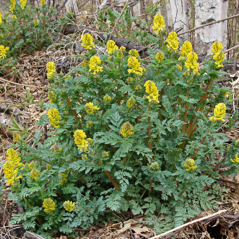 Image of Corydalis speciosa specimen.