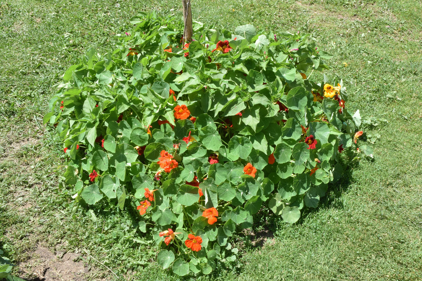 Изображение особи Tropaeolum majus.