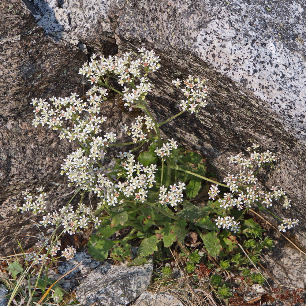 Изображение особи Micranthes punctata.