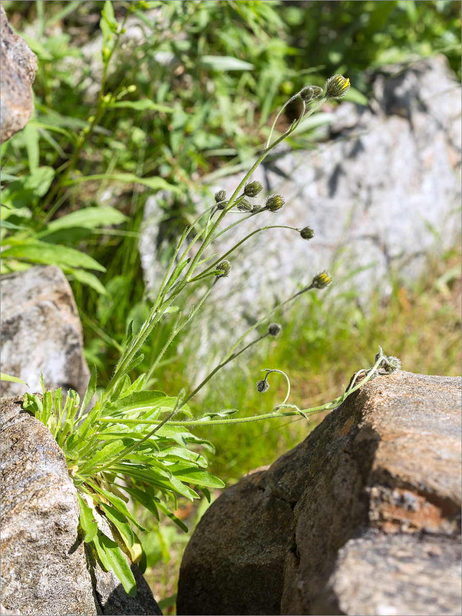 Изображение особи Hieracium glabriligulatum.