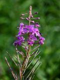 Chamaenerion angustifolium. Верхушка соцветия с цветками, незрелыми плодами и кормящимися мухами. Сахалин, Корсаковский гор. округ, пик Чехова, ≈ 500 м н.у.м., опушка смешанного леса. 17.08.2022.