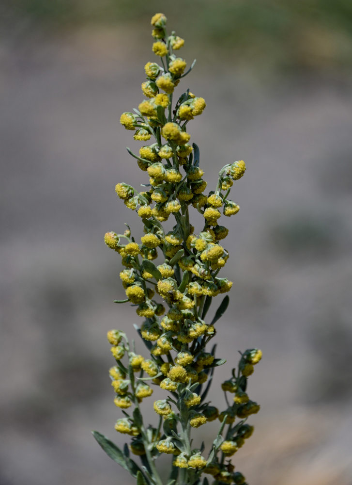 Image of genus Artemisia specimen.