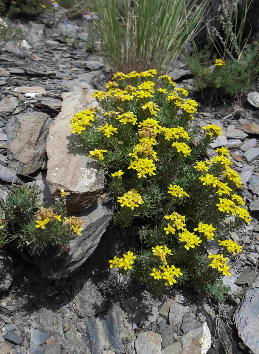 Image of Brachanthemum krylovii specimen.