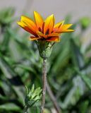 Gazania × hybrida. Верхушка побега с соцветием. Египет, мухафаза Александрия, г. Александрия, в культуре. 02.05.2023.