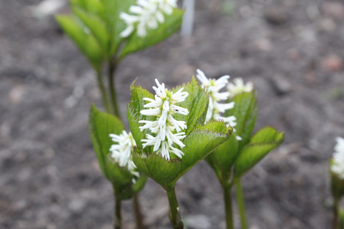 Изображение особи Chloranthus quadrifolius.