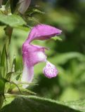 Lamium maculatum. Цветок. Нижегородская обл., Арзамасский р-н, окр. с. Пустынь, смешанный лес. 25 мая 2024 г.