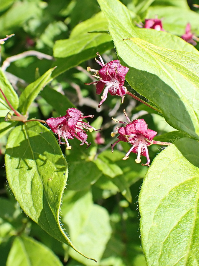 Image of Lonicera maximowiczii specimen.