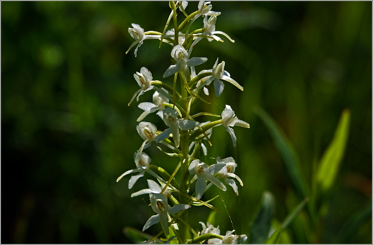 Изображение особи Platanthera bifolia.