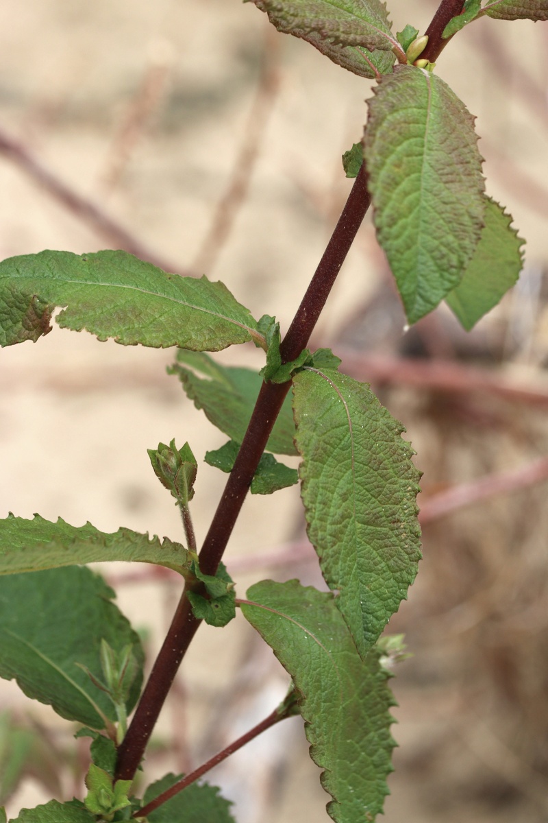 Image of genus Salix specimen.