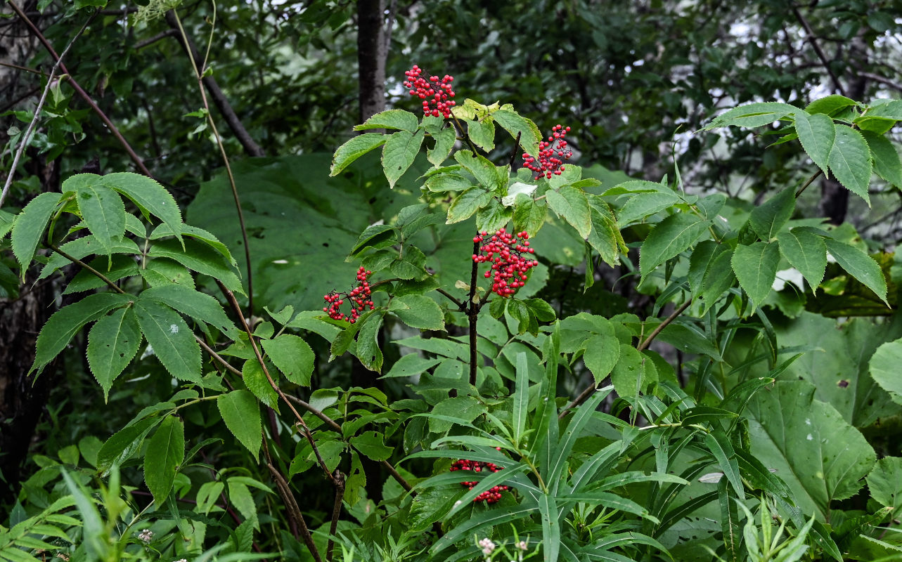 Image of Sambucus miquelii specimen.