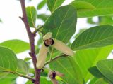 Annona squamosa