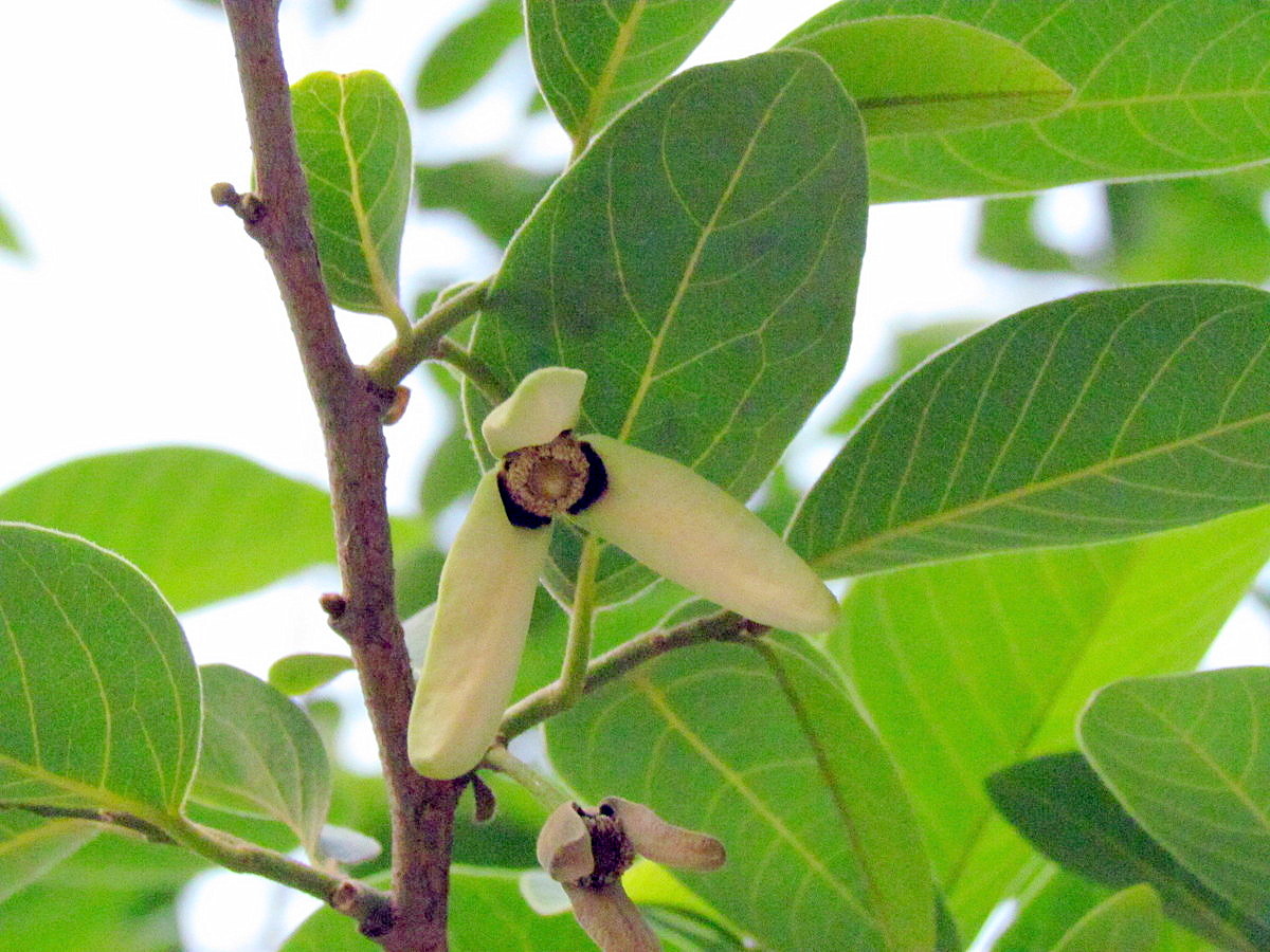 Image of Annona squamosa specimen.