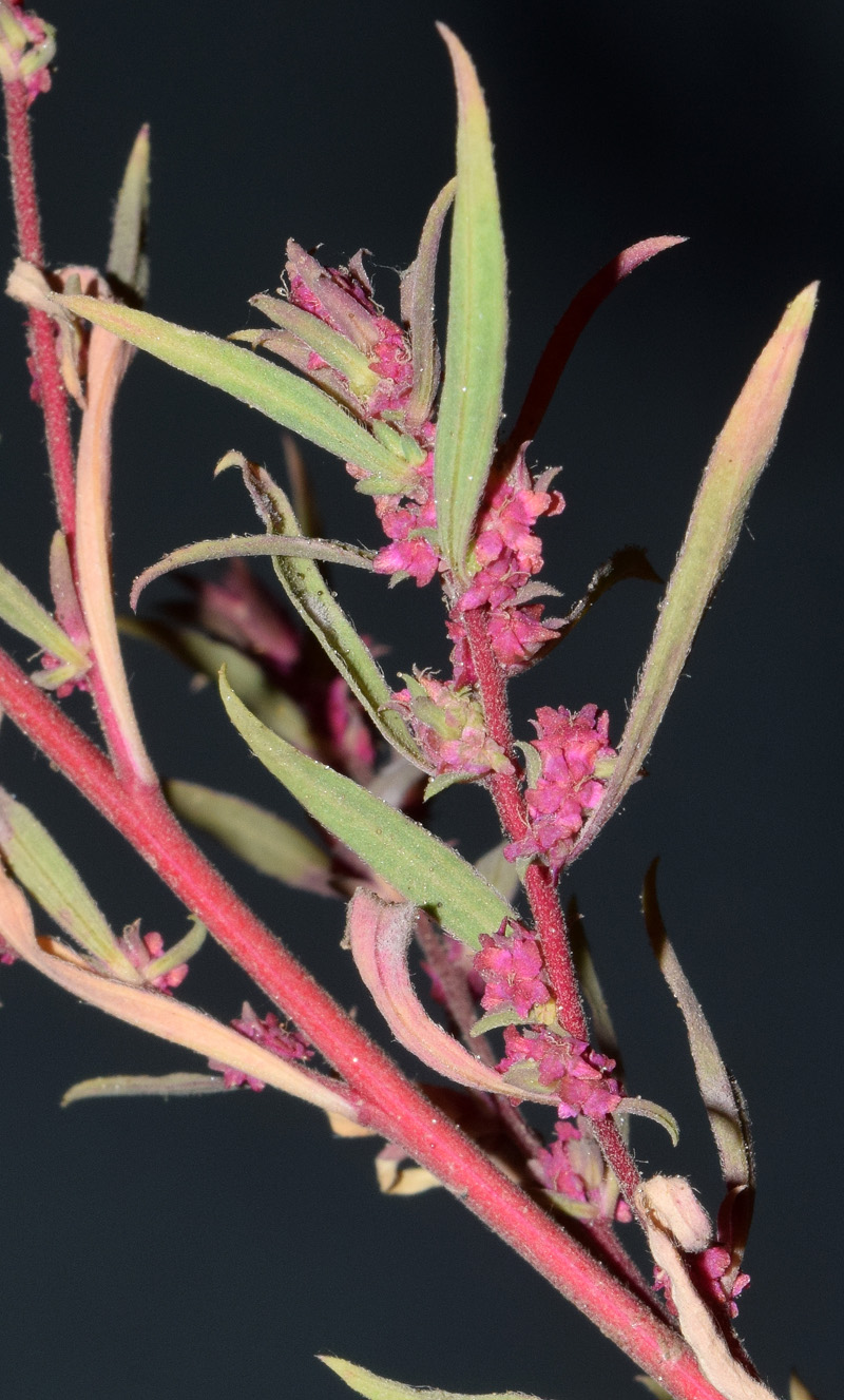 Image of familia Chenopodiaceae specimen.