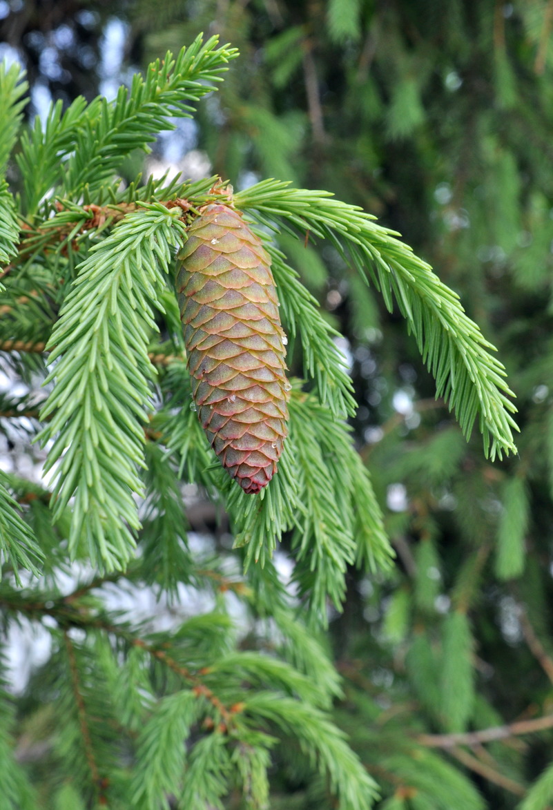 Изображение особи Picea obovata.