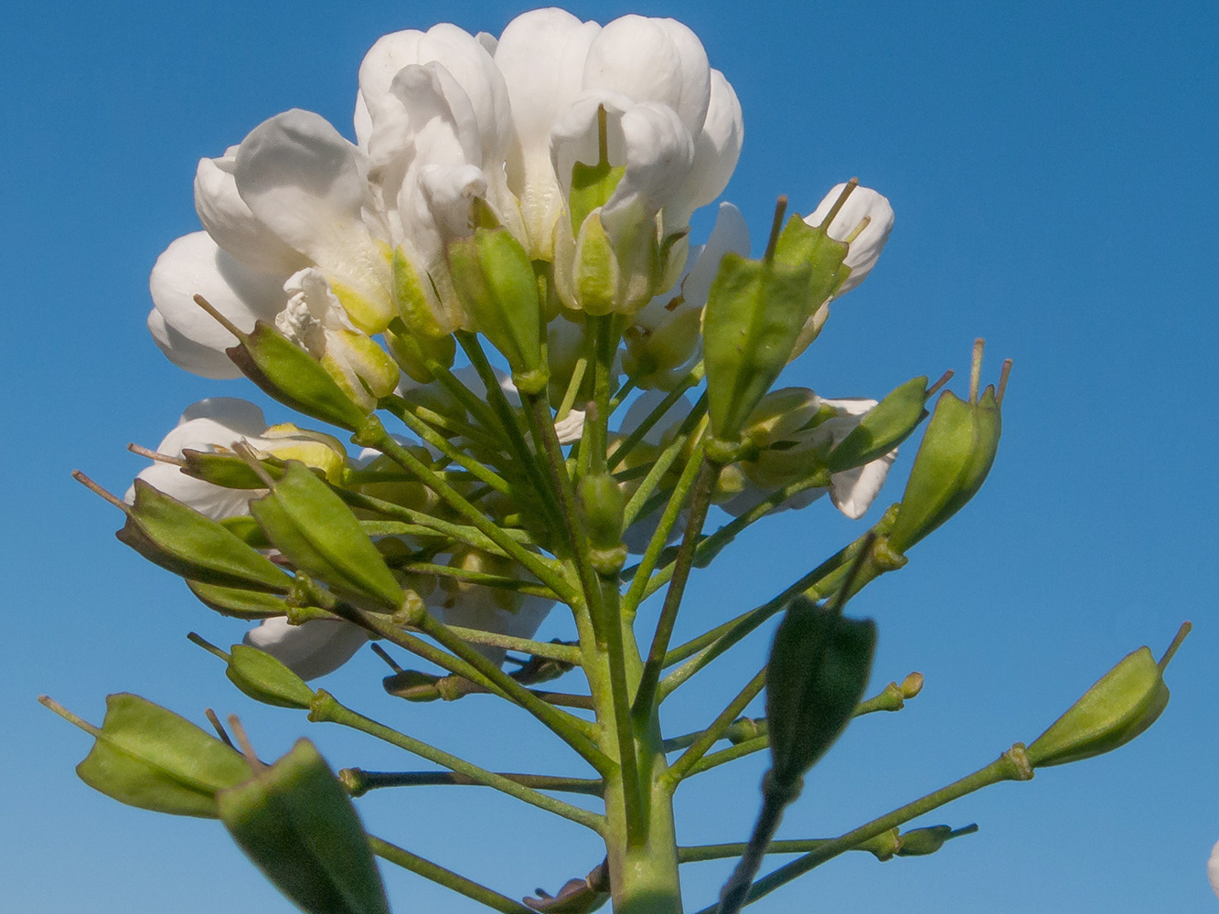 Изображение особи Noccaea macrantha.