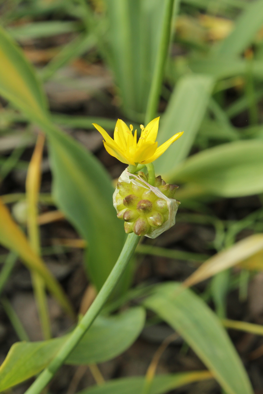 Изображение особи Allium moly.