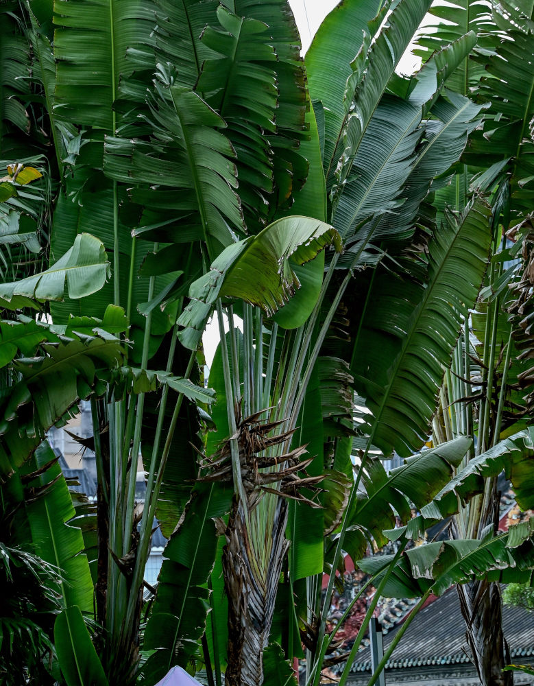 Изображение особи Ravenala madagascariensis.