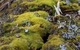 Dicranum brevifolium. Вегетирующие растения в сообществе с Cladonia s.p. и Hypogymnia? Свердловская обл., окр. г. Заречный, ур. Черемшанское болото, Кержаковский тракт, р. Черемшанка, южный склон берега, на почве. 18.10.2023.