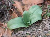 семейство Orchidaceae. Розетка листьев. Краснодарский край, Крымский р-н, окр. станицы Неберджаевская, дол. р. Липки, пушистодубово-грабинниковый лес, скальное обнажение на месте старого заросшего карьера. 31.12.2024.