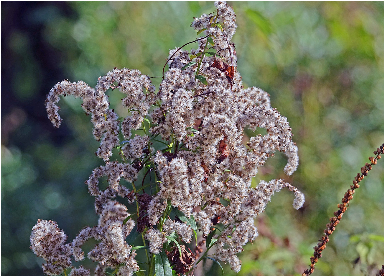 Изображение особи Solidago canadensis.