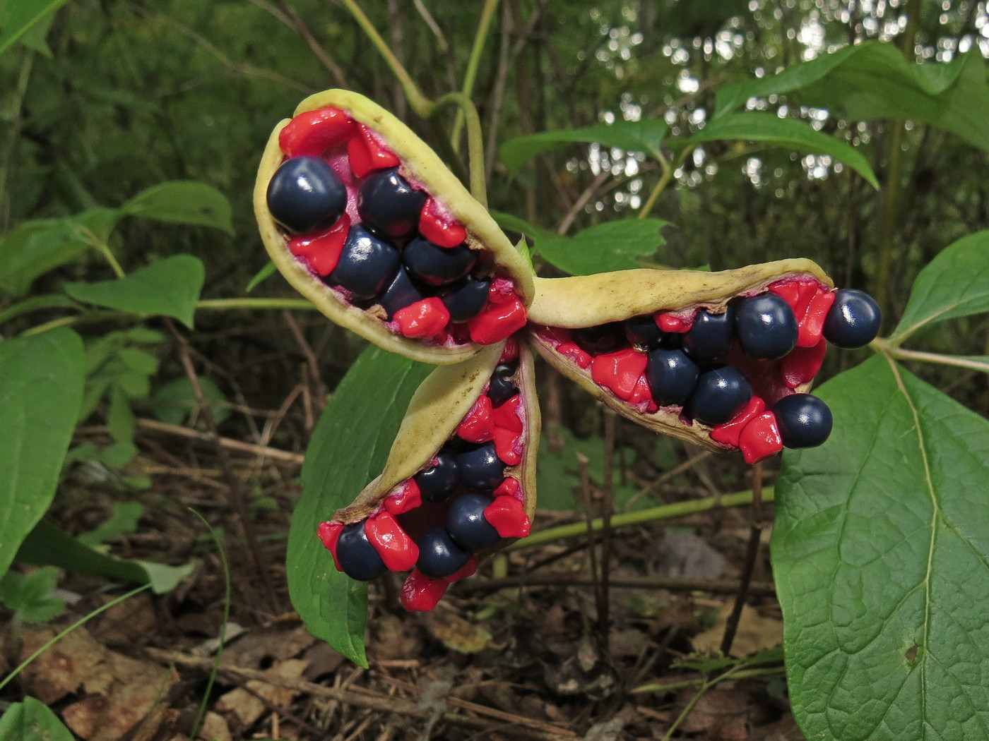 Изображение особи Paeonia obovata.